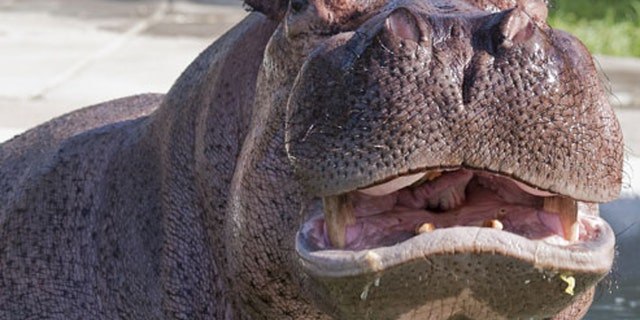 A tourist from Taiwan and a local fisherman were killed in two separate hippo attacks, authorities said Sunday.