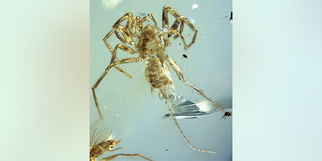 The entire specimen in dorsal ventral view. (Credit: University of Kansas)