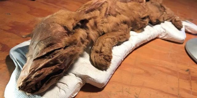 The wolf pup remains uncovered near Dawson, Yukon. The specimen is complete, with head, tail, fur and skin all intact.