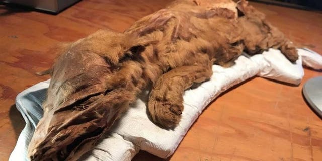 The wolf pup remains uncovered near Dawson, Yukon. The specimen is complete, with head, tail, fur and skin all intact.