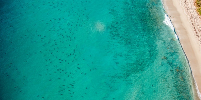 Thousands of sharks spotted in south Florida waters are part of a colony of seasonal visitors that migrate and spend the winter in this region.