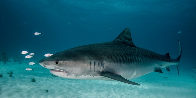 A large tiger shark side view taken off Grand Bahama Island in the Bahamas.