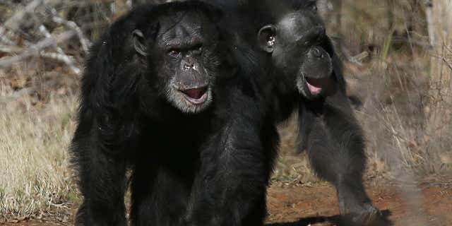 FILE - This Feb. 19, 2013 file photo shows two chimps walking together at Chimp Haven in Keithville, La.
