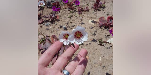 The wildflowers have become a huge tourist draw for the the battered region, with tens of thousands coming to area better known for mining and rally racing. (Photo Credit: Sebastéuo Fotografias)