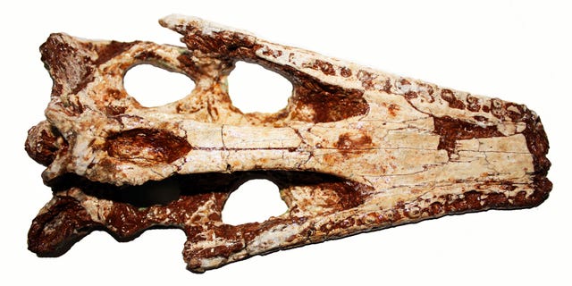 Thailand Ancient Crocodile