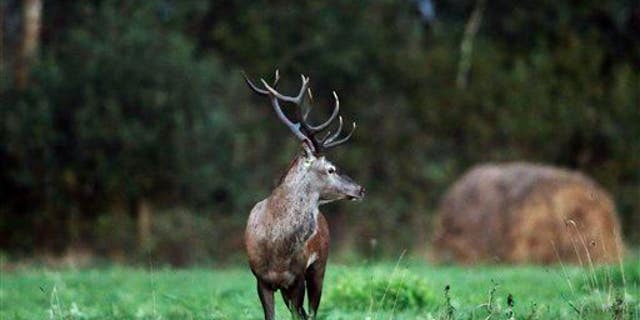 A European red deer is seen during the fall mating season.