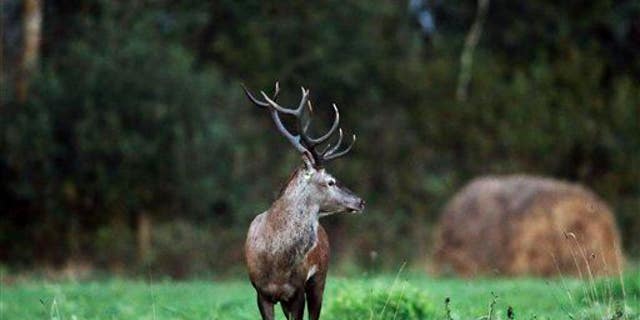 A European red deer is seen during the fall mating season.