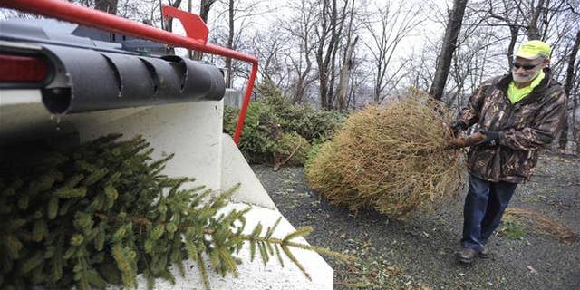 A wood chipper chopping Christmas trees in Johnstown.