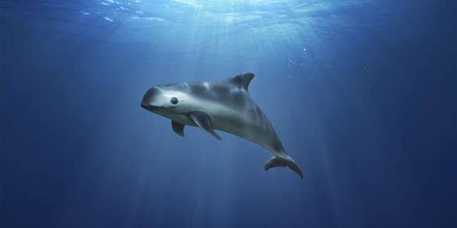 This illustration of a vaquita marina, provided by Greenpeace, shows an image of the highly endangered sea mammal swimming in the sea.