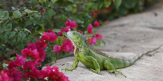 A green iguana checks out the flowers on a Bougainvillea plant in Hollywood, Fla.