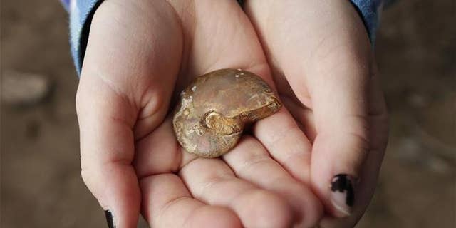 The fossil is at least 65 million years old.
