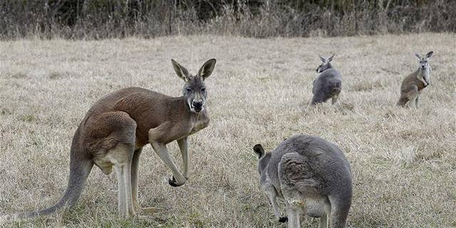 A file photo of kangaroos.