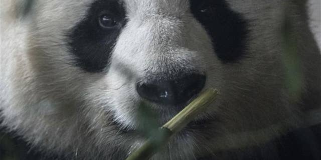panda with one black eye