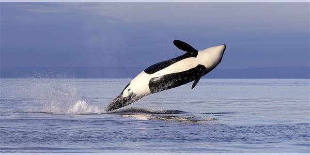 In this Jan. 18, 2014, photo, an endangered female orca leaps from the water while breaching in Puget Sound west of Seattle, as seen from a federal research vessel that had been tracking the whales.