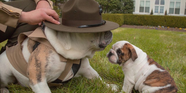 Cpl. Chesty XIV stands over Chesty XV wearing a Campaign Cover at Marine Barracks Washington, March 19, 2018. Chesty the XIV has served for five years and awaits Chesty the XV to complete training to take his place.