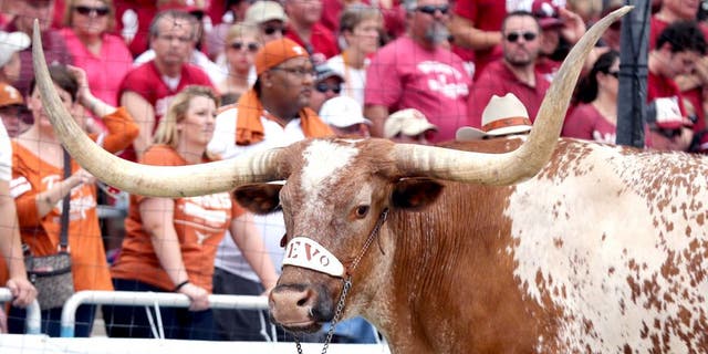 Oct 12, 2013; Dallas, TX, USA; Texas Longhorns mascot Bevo on the sidelines during the game against the Oklahoma Sooners during the Red River Rivalry at the Cotton Bowl Stadium. Mandatory Credit: Matthew Emmons-USA TODAY Sports