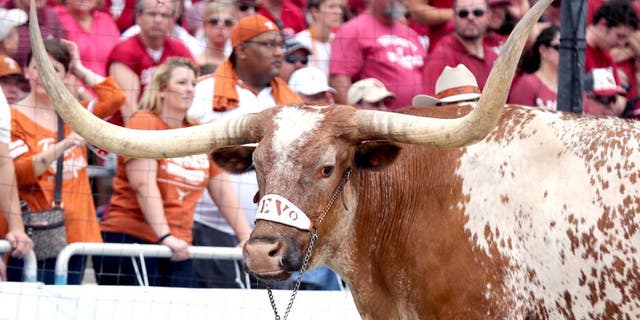 Oct 12, 2013; Dallas, TX, USA; Texas Longhorns mascot Bevo on the sidelines during the game against the Oklahoma Sooners during the Red River Rivalry at the Cotton Bowl Stadium. Mandatory Credit: Matthew Emmons-USA TODAY Sports