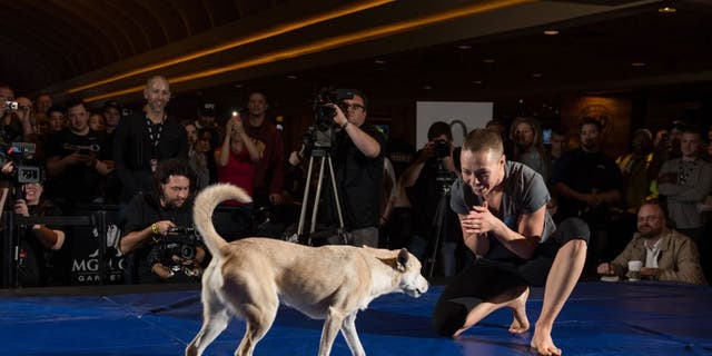 LAS VEGAS, NEVADA - DECEMBER 08: Rose Namajunas brings her dog on stage during an open training session for fans and media at the MGM Grand Hotel/Casino on December 8, 2015 in Las Vegas Nevada. (Photo by Brandon Magnus/Zuffa LLC/Zuffa LLC via Getty Images)