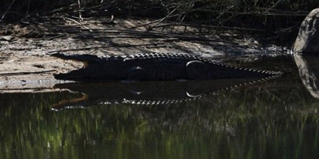 June 13: A crocodile is seen next to a river at the Kruger National Park in Nelspruit, South Africa.