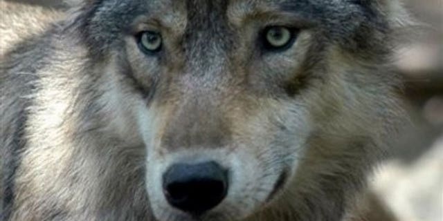 This July 16, 2004 file photo shows a gray wolf at the Wildlife Science Center in Forest Lake, Minn. More than 4,000 gray wolves in the upper Great Lakes region are going back on the federal endangered species list -- at least temporarily (AP).