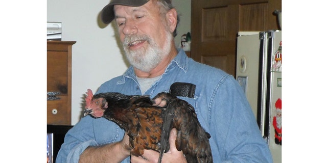 In this photo provided by Barb Murray, Brad Krueger of Alma Center, Wis., holds his neighbors chicken, Cluck Cluck, on Friday, Dec. 28, 2012. The chicken, which the neighbors kept as a pet, is being credited for saving that family from an early-morning fire Thursday by waking the couple with its vocal clucking.