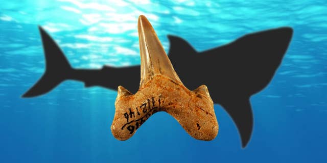 Megalolamna paradoxodon had grasping-type front teeth and cutting-type rear teeth likely used to seize and slice medium-sized fish and it lived in the same ancient oceans megatoothed sharks inhabited.
