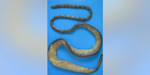 Günther's sea snake