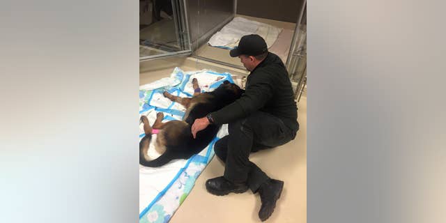 Jethro sits with his parter, Officer Ryan Davis.