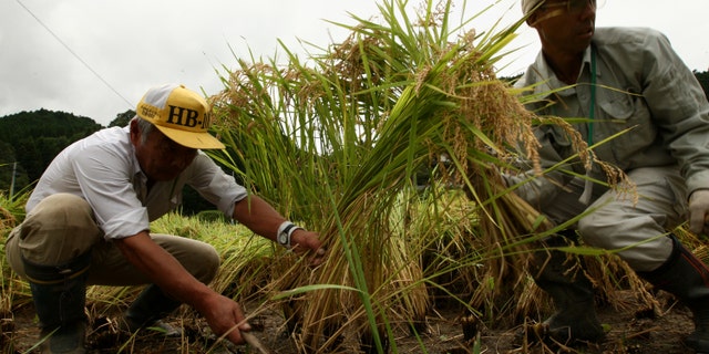 SAYO, JAPAN - SEPTEMBER 18: Farmers harvest rice in a paddy field during rice harvesting season on September 18, 2011 in Sayo city, Hyogo, Japan. September is the month for Inekari 'the rice harvest' in Japan. Harvesting is mainly done by combine but in some poorer areas traditional methods of cutting the rice by hand is still used. According to official Agricultural information, Hyogo Prefecture cultivates 33890 hectares of eating rice and 4130 hectares of sake production rice. (Photo by Buddhika Weerasinghe/Getty Images)