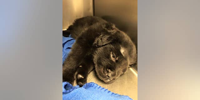 Brody, a 6-week-old puppy, is recovering.