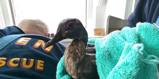 Fire crews bathed the duck before setting it free.