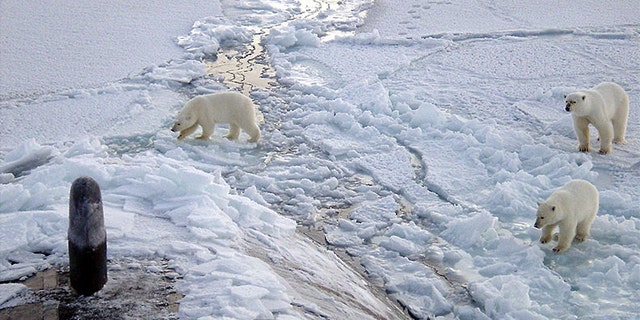 The polar bear has become the poster child for the global warming movement. In May 2008, the U.S. classified the polar bear as a threatened species, the first with its survival at risk due to global warming.