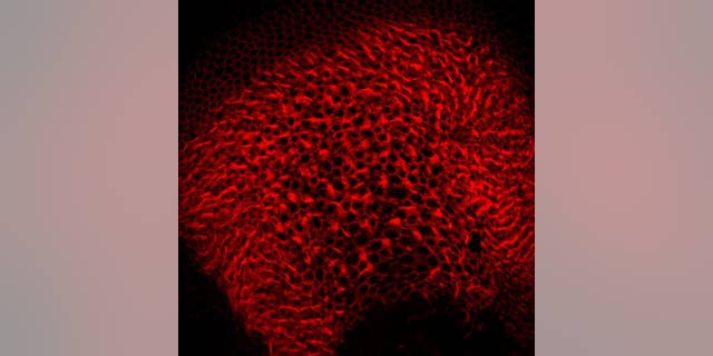 To super-charge a specific virus as a gene carrier into the inner ear, the team used a form of the virus wrapped in protective bubbles called exosomes (tiny bubbles made of cell membrane). Those cells naturally bud off exosomes that carry the virus inside them.