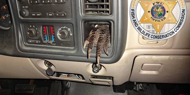 Officers found a dismembered gator stuffed in various compartments of a man's truck.