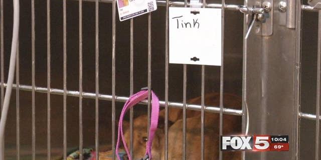 The dogs were hospitalized after suffering severe poisoning symptoms from eating the toxic meat left near Comstock Park in Nevada. (Fox 5 Las Vegas)
