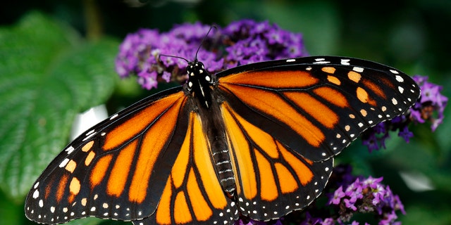 A monarch butterfly rests on a flower Monday, Sept. 17, 2018, in Urbandale, Iowa. 