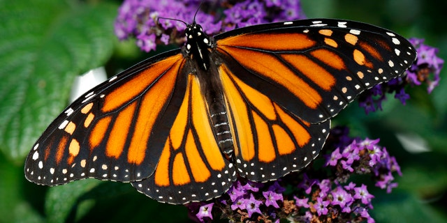A monarch butterfly rests on a flower on Monday, September. 17, 2018, Urbandale, Iowa.
