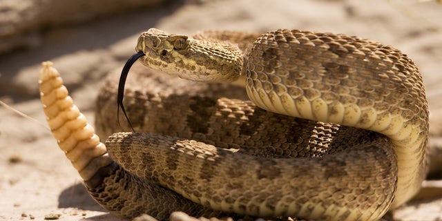 A prairie rattlesnake is pictured here. Death from a rattlesnake bite is rare, Minnesota's state website notes.