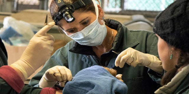 Veterinarian Dr. Laura Peyton, chief of integrated medicine at the University of California, Davis Veterinary Medical Teaching Hospital, works on the badly burned paw of a bear, injured in a wildfires, in Davis, Calif.