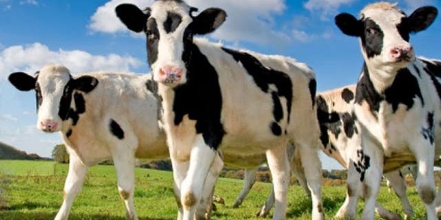 cows