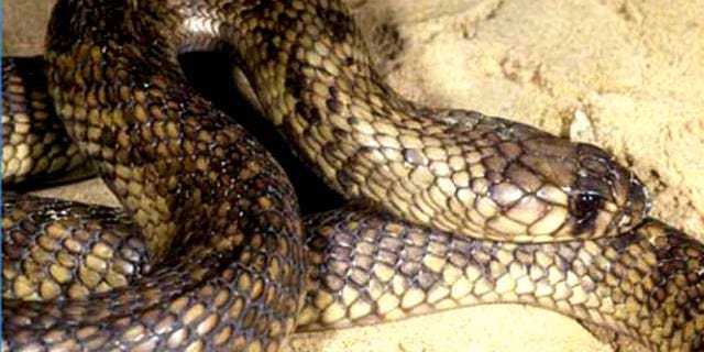 An Egyptian cobra, similar to the one seen here, has escaped from on off-exhibit enclosure at the Bronx Zoo March 25. The exhibit will remain closed until the snake is found, museum officials said.