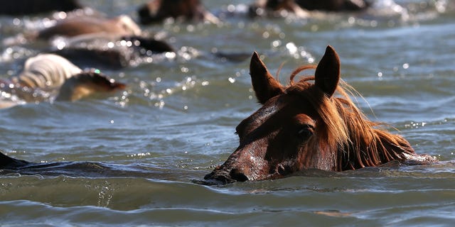 CHINCOTEAGUE, VA - JULY 25: Wild ponies are herded into the Assateague Channel to for their annual swim to Chincoteague Island, on July 25, 2012 in Chincoteague, Virginia. Every year the wild ponies are rounded up to be auctioned off by the Chincoteague Volunteer Fire Company. 