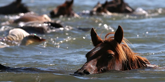 CHINCOTEAGUE, VA - JULY 25: Wild ponies are herded into the Assateague Channel to for their annual swim to Chincoteague Island, on July 25, 2012 in Chincoteague, Virginia. Every year the wild ponies are rounded up to be auctioned off by the Chincoteague Volunteer Fire Company. 