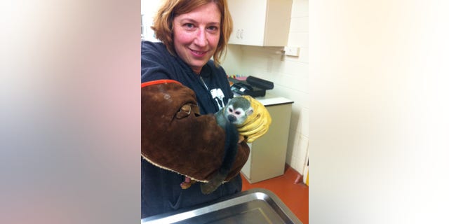 File - In this Dec. 31, 2011 file photo provided by the San Francisco Zoo, Jill Andrews, Assistant Curator of Primates at the San Francisco Zoo, holds Banana-Sam during his physical examination on upon his safe return to the Zoo after being stolen. Zoo officials said the 2-pound squirrel monkey succumbed to heart disease Thursday at the age of 19. (AP Photo/San Francisco Zoo, File)
