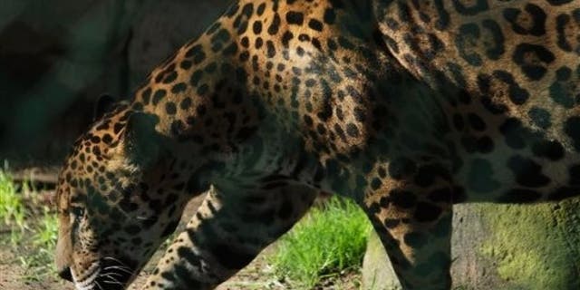 A jaguar escaped his enclosure Saturday morning by biting through a steel fence, officials said.