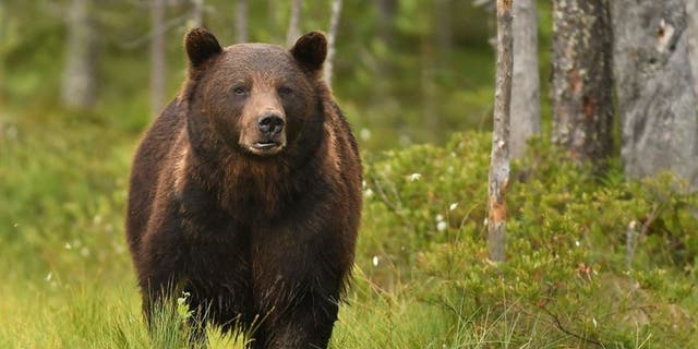 Two grizzly bear attacks were reported in Wyoming last week.