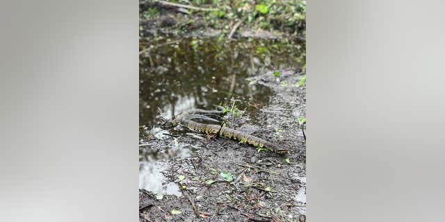 A North Carolina man stumbled across two cottonmouth snakes in some flooding caused by Florence in Hampstead, North Carolina.