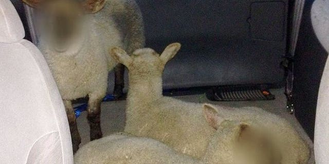 Three sheep were discovered in the back of a van in West Midlands, UK. (West Midlands Police Department)