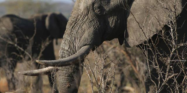 FILE - In this file photo taken Friday, Sept. 30, 2016, an elephant walks through the bush at the Southern African Wildlife College on the edge of Kruger National Park in South Africa. The Chinese government said in a statement released on Friday Dec. 30, 2016, it will shut down its official ivory trade at the end of 2017 in a move designed to curb the mass slaughter of African elephants.(AP Photo/Denis Farrell, FILE)