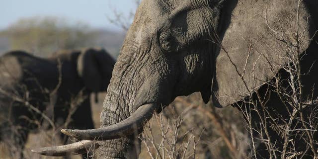 FILE - In this file photo taken Friday, Sept. 30, 2016, an elephant walks through the bush at the Southern African Wildlife College on the edge of Kruger National Park in South Africa. The Chinese government said in a statement released on Friday Dec. 30, 2016, it will shut down its official ivory trade at the end of 2017 in a move designed to curb the mass slaughter of African elephants.(AP Photo/Denis Farrell, FILE)